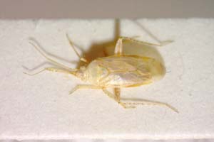 Heterochlorillus nathaliae Josifov, 1974 [paratype IBERZCXX0242] (c) Institute of Biodiversity and Ecosystem Research, BAS — Zoological Collection (IBER-ZC)