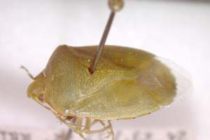 Acrosternum malickyi Josifov & Heiss, 1989 [paratype IBERZCXX0247] (c) Institute of Biodiversity and Ecosystem Research, BAS — Zoological Collection (IBER-ZC)