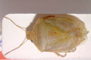 Acrosternum malickyi Josifov & Heiss, 1989 [paratype IBERZCXX0248] (c) Institute of Biodiversity and Ecosystem Research, BAS — Zoological Collection (IBER-ZC)