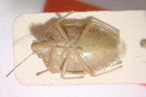Acrosternum malickyi Josifov & Heiss, 1989 [paratype IBERZCXX0249] (c) Institute of Biodiversity and Ecosystem Research, BAS — Zoological Collection (IBER-ZC)