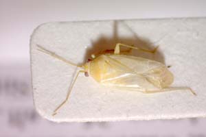 Orthotylus tenellus meridionalis Josifov, 2006 [paratype IBERZCXX0250] (c) Institute of Biodiversity and Ecosystem Research, BAS — Zoological Collection (IBER-ZC)