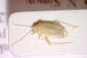 Orthotylus tenellus meridionalis Josifov, 2006 [paratype IBERZCXX0251] (c) Institute of Biodiversity and Ecosystem Research, BAS — Zoological Collection (IBER-ZC)