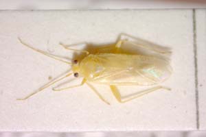 Orthotylus tenellus meridionalis Josifov, 2006 [holotype IBERZCXX0252] (c) Institute of Biodiversity and Ecosystem Research, BAS — Zoological Collection (IBER-ZC)