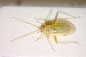 Blepharidopterus mesasiaticus Josifov, 1993 [paratype IBERZCXX0255] (c) Institute of Biodiversity and Ecosystem Research, BAS — Zoological Collection (IBER-ZC)