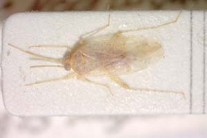 Compsidolon hyppophaes Muminov, 1979 [paratype IBERZCXX0258] (c) Institute of Biodiversity and Ecosystem Research, BAS — Zoological Collection (IBER-ZC)