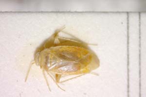 Psallus faniae Josifov, 1974 [paratype IBERZCXX0260] (c) Institute of Biodiversity and Ecosystem Research, BAS — Zoological Collection (IBER-ZC)