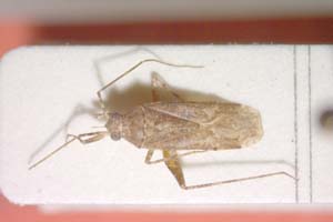 Phytocoris pseudoscytulus Josifov, 1974 [holotype IBERZCXX0269] (c) Institute of Biodiversity and Ecosystem Research, BAS — Zoological Collection (IBER-ZC)