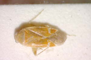 Psallus milenae Josifov, 1974 [paratype IBERZCXX0270] (c) Institute of Biodiversity and Ecosystem Research, BAS — Zoological Collection (IBER-ZC)