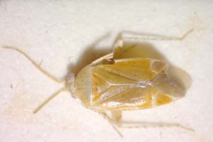Psallus milenae Josifov, 1974 [paratype IBERZCXX0271] (c) Institute of Biodiversity and Ecosystem Research, BAS — Zoological Collection (IBER-ZC)
