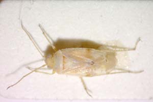Tuponia ayasensis Wagner, 1963 [paratype IBERZCXX0272] (c) Institute of Biodiversity and Ecosystem Research, BAS — Zoological Collection (IBER-ZC)