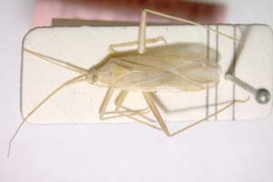 Miridius longiceps Wagner, 1955 [paratype IBERZCXX0281] (c) Institute of Biodiversity and Ecosystem Research, BAS — Zoological Collection (IBER-ZC)