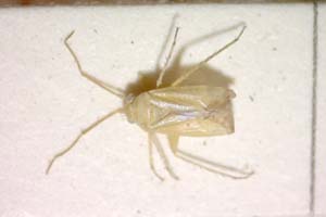 Tuponia dalmatina Wagner, 1955 [paratype IBERZCXX0286] (c) Institute of Biodiversity and Ecosystem Research, BAS — Zoological Collection (IBER-ZC)