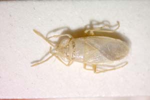 Mallocoris unicolor Eckerlein & Wagner, 1965 [paratype IBERZCXX0287] (c) Institute of Biodiversity and Ecosystem Research, BAS — Zoological Collection (IBER-ZC)