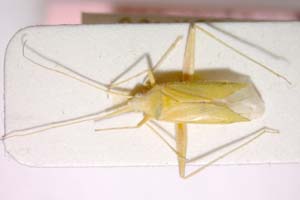 Phytocoris virescens Wagner, 1961 [paratype IBERZCXX0288] (c) Institute of Biodiversity and Ecosystem Research, BAS — Zoological Collection (IBER-ZC)