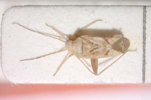 Phytocoris dichrooscytoides Josifov, 1974 [paratype IBERZCXX0289] (c) Institute of Biodiversity and Ecosystem Research, BAS — Zoological Collection (IBER-ZC)