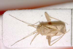 Phytocoris dichrooscytoides Josifov, 1974 [paratype IBERZCXX0290] (c) Institute of Biodiversity and Ecosystem Research, BAS — Zoological Collection (IBER-ZC)