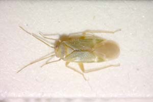 Orthotylus putshkovi Josifov, 1974 [holotype IBERZCXX0305] (c) Institute of Biodiversity and Ecosystem Research, BAS — Zoological Collection (IBER-ZC)