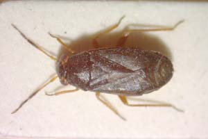 Heterocordylus carbonellus Seidenstücker, 1956 [paratype IBERZCXX0311] (c) Institute of Biodiversity and Ecosystem Research, BAS — Zoological Collection (IBER-ZC)