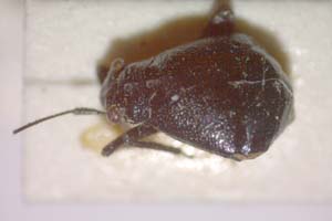 Euryopicoris fennicus Wagner, 1954 [paratype IBERZCXX0312] (c) Institute of Biodiversity and Ecosystem Research, BAS — Zoological Collection (IBER-ZC)