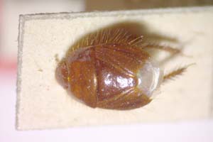 Aethus balcanicus Josifov, 1986 [paratype IBERZCXX0315] (c) Institute of Biodiversity and Ecosystem Research, BAS — Zoological Collection (IBER-ZC)