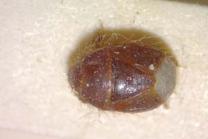 Aethus balcanicus Josifov, 1986 [paratype IBERZCXX0316] (c) Institute of Biodiversity and Ecosystem Research, BAS — Zoological Collection (IBER-ZC)