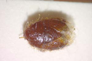 Aethus balcanicus Josifov, 1986 [paratype IBERZCXX0317] (c) Institute of Biodiversity and Ecosystem Research, BAS — Zoological Collection (IBER-ZC)