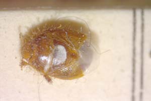 Aethus balcanicus Josifov, 1986 [paratype IBERZCXX0318] (c) Institute of Biodiversity and Ecosystem Research, BAS — Zoological Collection (IBER-ZC)