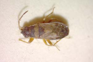Ischnocoris bureschi Josifov, 1976 [paratype IBERZCXX0319] (c) Institute of Biodiversity and Ecosystem Research, BAS — Zoological Collection (IBER-ZC)