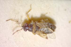 Ischnocoris bureschi Josifov, 1976 [paratype IBERZCXX0320] (c) Institute of Biodiversity and Ecosystem Research, BAS — Zoological Collection (IBER-ZC)
