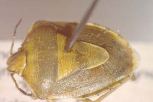 Codophila mongolica Kerzhner & Josifov, 1966 [paratype IBERZCXX0323] (c) Institute of Biodiversity and Ecosystem Research, BAS — Zoological Collection (IBER-ZC)