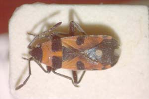 Melanocoryphus canariensis Wagner, 1954 [paratype IBERZCXX0326] (c) Institute of Biodiversity and Ecosystem Research, BAS — Zoological Collection (IBER-ZC)