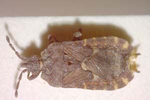Mezira subsetosa Josifov & Kerzhner, 1974 [paratype IBERZCXX0327] (c) Institute of Biodiversity and Ecosystem Research, BAS — Zoological Collection (IBER-ZC)