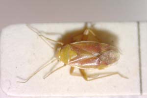 Dichrooscytus bulgaricus Josifov, 1959 [paratype IBERZCXX0332] (c) Institute of Biodiversity and Ecosystem Research, BAS — Zoological Collection (IBER-ZC)