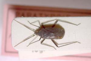 Macrotylus ponticus Seidenstiicker, 1967 [paratype IBERZCXX0338] (c) Institute of Biodiversity and Ecosystem Research, BAS — Zoological Collection (IBER-ZC)