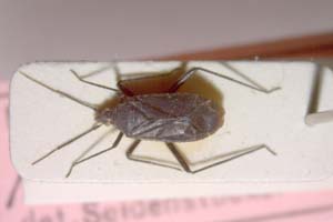Macrotylus ponticus Seidenstiicker, 1967 [paratype IBERZCXX0339] (c) Institute of Biodiversity and Ecosystem Research, BAS — Zoological Collection (IBER-ZC)
