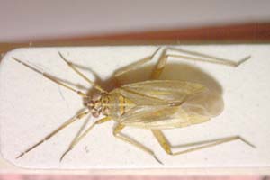 Thermocoris rivalis suctor Seidenstücker, 1957 [paratype IBERZCXX0341] (c) Institute of Biodiversity and Ecosystem Research, BAS — Zoological Collection (IBER-ZC)