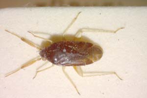 Criocoris contrastus Seidenstücker, 1970 [paratype IBERZCXX0343] (c) Institute of Biodiversity and Ecosystem Research, BAS — Zoological Collection (IBER-ZC)