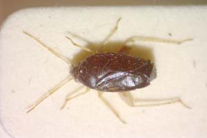 Criocoris contrastus Seidenstücker, 1970 [paratype IBERZCXX0344] (c) Institute of Biodiversity and Ecosystem Research, BAS — Zoological Collection (IBER-ZC)