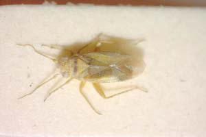 Orthotylus dumosus Seidenstücker, 1971 [paratype IBERZCXX0346] (c) Institute of Biodiversity and Ecosystem Research, BAS — Zoological Collection (IBER-ZC)
