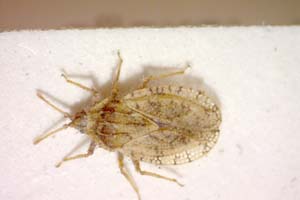 Tingis ballotae Seidenstücker, 1972 [paratype IBERZCXX0352] (c) Institute of Biodiversity and Ecosystem Research, BAS — Zoological Collection (IBER-ZC)