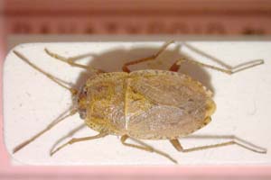 Emblethis setifer Seidenstücker, 1966 [paratype IBERZCXX0355] (c) Institute of Biodiversity and Ecosystem Research, BAS — Zoological Collection (IBER-ZC)