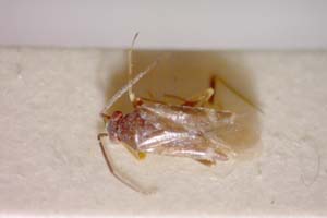 Orthonotus humilis Seidenstücker, 1970 [paratype IBERZCXX0361] (c) Institute of Biodiversity and Ecosystem Research, BAS — Zoological Collection (IBER-ZC)