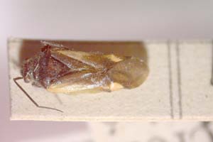 Dionconotus neglectus creticus Heiss, 1984 [paratype IBERZCXX0362] (c) Institute of Biodiversity and Ecosystem Research, BAS — Zoological Collection (IBER-ZC)