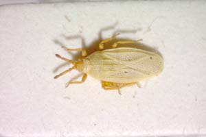 Catoplatus minor Stusák, 1975 [paratype IBERZCXX0366] (c) Institute of Biodiversity and Ecosystem Research, BAS — Zoological Collection (IBER-ZC)