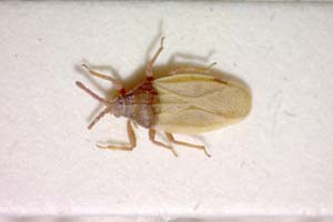 Catoplatus minor Stusák, 1975 [paratype IBERZCXX0368] (c) Institute of Biodiversity and Ecosystem Research, BAS — Zoological Collection (IBER-ZC)