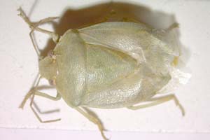 Acrosternum arabicum Wagner, 1959 [paratype IBERZCXX0370] (c) Institute of Biodiversity and Ecosystem Research, BAS — Zoological Collection (IBER-ZC)