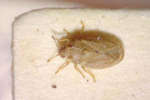 Piesma unicolor Wagner, 1954 [paratype IBERZCXX0373] (c) Institute of Biodiversity and Ecosystem Research, BAS — Zoological Collection (IBER-ZC)