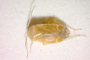 Psallus amitinus Wagner, 1975 [paratype IBERZCXX0375] (c) Institute of Biodiversity and Ecosystem Research, BAS — Zoological Collection (IBER-ZC)