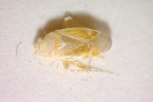 Psallus amitinus Wagner, 1975 [paratype IBERZCXX0376] (c) Institute of Biodiversity and Ecosystem Research, BAS — Zoological Collection (IBER-ZC)