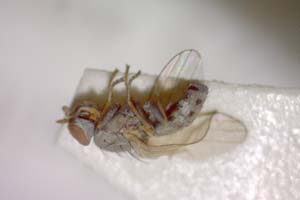 Chamaemyia bicolor Beschovski, 1994 [paratype IBERZCXX0379] (c) Institute of Biodiversity and Ecosystem Research, BAS — Zoological Collection (IBER-ZC)